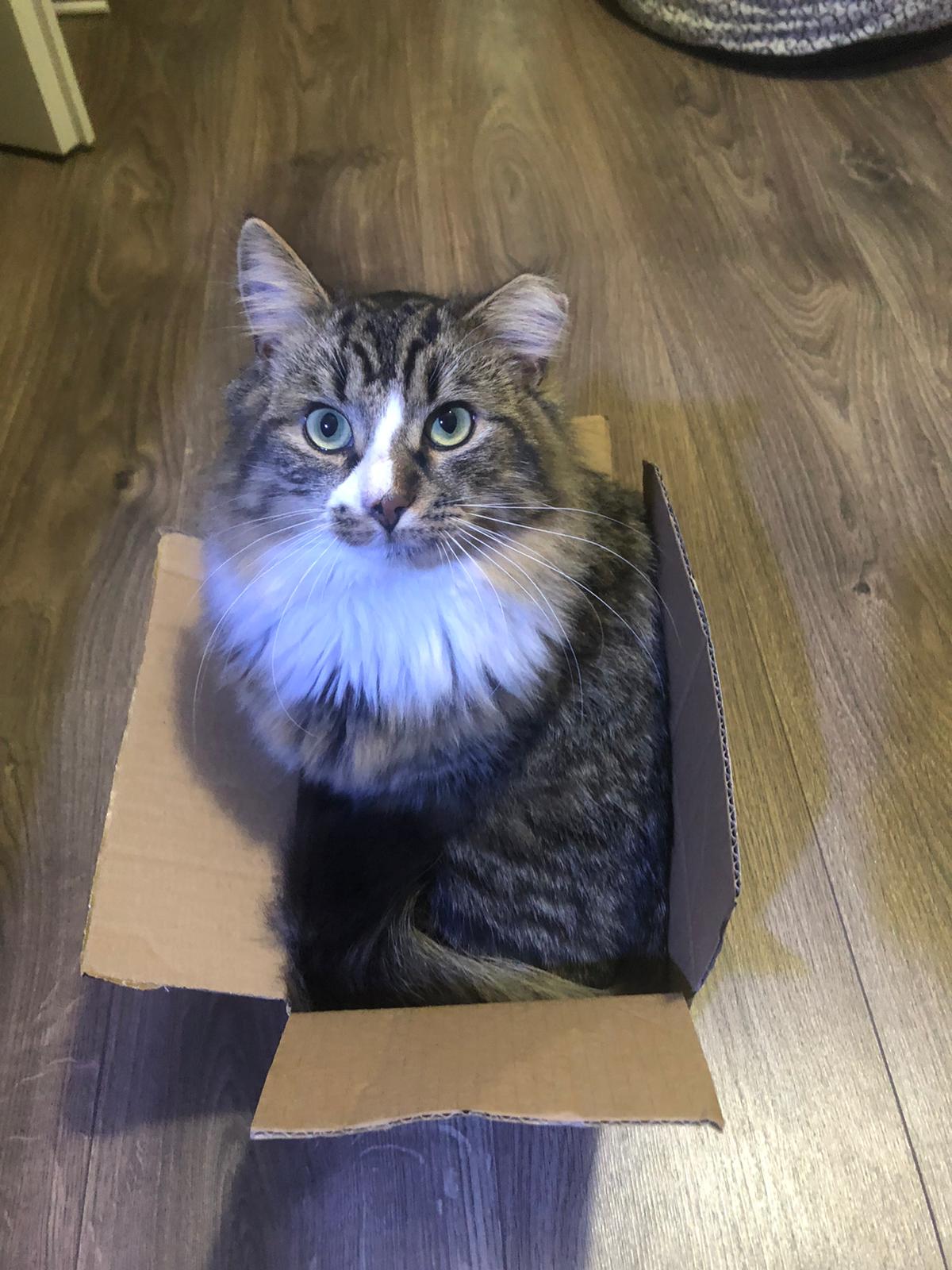 Katze Karton